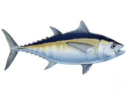 Blackfin Tuna